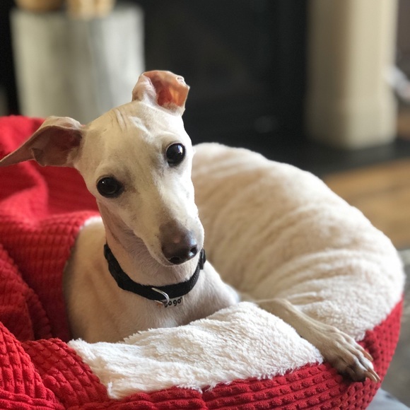 Meet your Posher, Olga - Picture 1 of 1